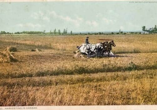 Vintage postcard of harvesting wheat in Kansas showing horse drawn plow and hard working Kansas farmer
